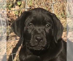 Labrador Retriever Puppy for sale in BARNEVELD, WI, USA