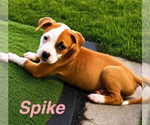 American Staffordshire Terrier-Unknown Mix Dogs for adoption in Jefferson, NJ, USA