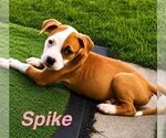 Small American Staffordshire Terrier Mix
