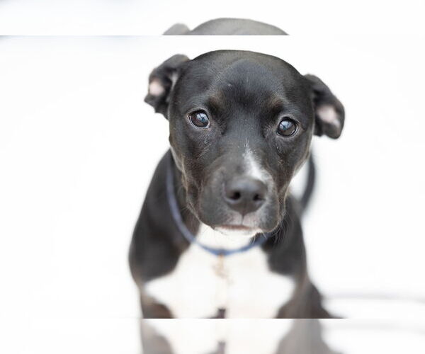 Medium Photo #19 Mutt Puppy For Sale in Brooklyn Center, MN, USA