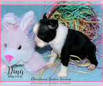 Small Photo #3 Boston Terrier Puppy For Sale in MOSELLE, MS, USA