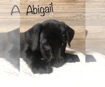 Puppy Abigail Bulldog