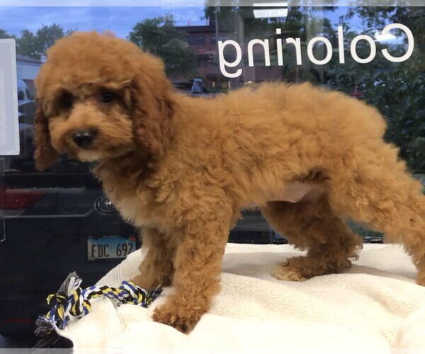 Medium Photo #2 Cock-A-Poo Puppy For Sale in Lincolnwood, IL, USA