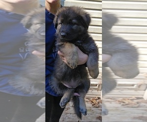 German Shepherd Dog Puppy for sale in RALEIGH, NC, USA