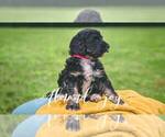 Small Photo #13 Bernedoodle Puppy For Sale in BENTON, KY, USA