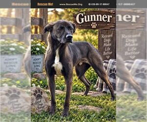 Labrador Retriever Dogs for adoption in Benton, PA, USA