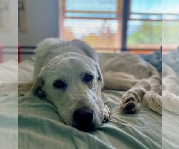 Medium Photo #6 Akbash-Great Pyrenees Mix Puppy For Sale in Spring, TX, USA