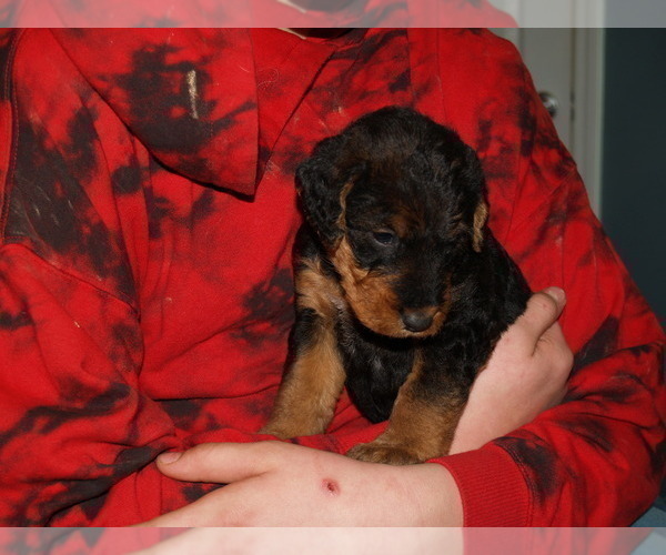 Medium Photo #31 Airedale Terrier Puppy For Sale in CHARLESTOWN, IN, USA