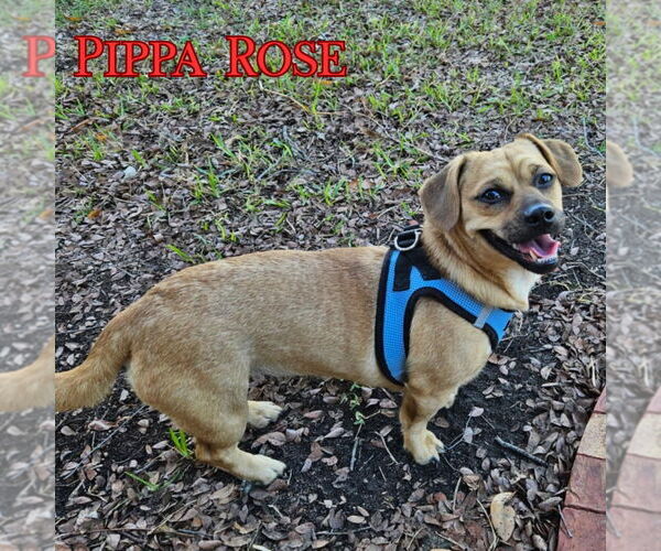 Medium Photo #2 Dachshund-Unknown Mix Puppy For Sale in San Antonio, TX, USA