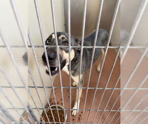 Siberian Husky-Unknown Mix Dogs for adoption in Ogden, UT, USA