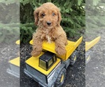 Small #3 Cavapoo mix (+ Poodle Miniature)