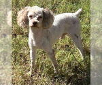 Small #1 Poodle (Miniature)