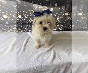 Maltese Puppy for sale in LANCASTER, PA, USA