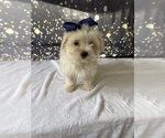 Small Photo #1 Maltese Puppy For Sale in LANCASTER, PA, USA