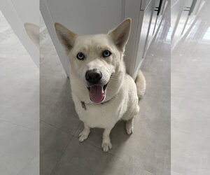 COURTESY POST: Sky & Elsa - Female Siberian Husky Dog for Adoption - Photo #3