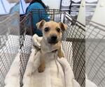 Small Mutt