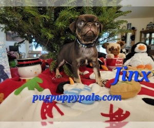 Pug Puppy for sale in SPRING HILL, FL, USA