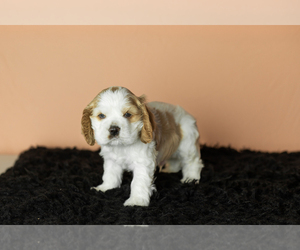 Medium Cocker Spaniel