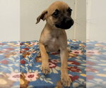 Small Photo #2 Chihuahua-Unknown Mix Puppy For Sale in Osgood, IN, USA