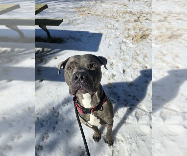 Medium Photo #6 Mutt Puppy For Sale in Glen Allen, VA, USA