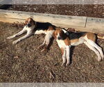 Small #13 Treeing Walker Coonhound Mix
