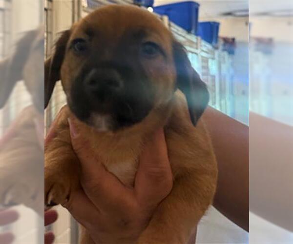 Medium Photo #1 Plott Hound-Unknown Mix Puppy For Sale in Houston, TX, USA