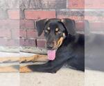 Small #3 Doberman Pinscher Mix