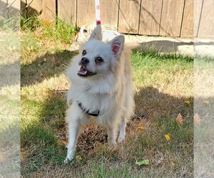 Enzo from Korea - Male Pomeranian-pomeranian spitz Mix Dog for Adoption - Photo #3