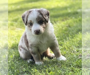 Australian Shepherd Puppy for sale in ROCK STREAM, NY, USA