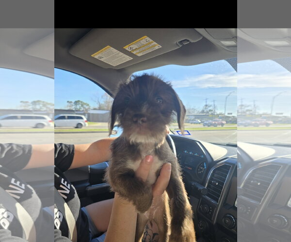 Medium Photo #6 Poodle (Miniature)-Unknown Mix Puppy For Sale in Rosenberg, TX, USA