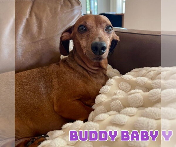 Medium Photo #4 Dachshund-Unknown Mix Puppy For Sale in San Antonio, TX, USA