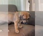 Small Photo #14 Rhodesian Ridgeback Puppy For Sale in KELLER, TX, USA