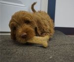 Small Photo #6 Goldendoodle Puppy For Sale in LENA, IL, USA