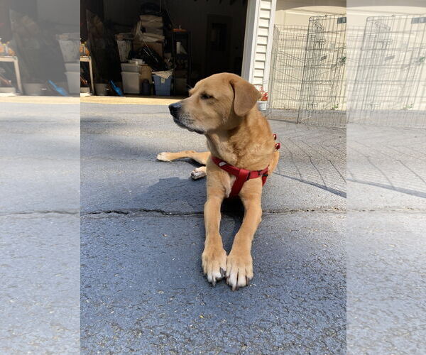 Medium Photo #20 Labrador Retriever-Unknown Mix Puppy For Sale in Oakhurst, NJ, USA