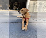 Small Photo #20 Labrador Retriever-Unknown Mix Puppy For Sale in Oakhurst, NJ, USA