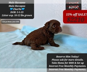 Poovanese Puppy for sale in TUCSON, AZ, USA