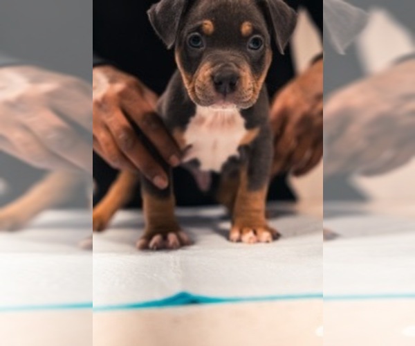 Medium Photo #5 American Bully Puppy For Sale in SMYRNA, GA, USA