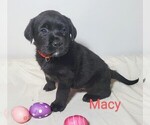 Puppy Macy AKC Englis Labrador Retriever