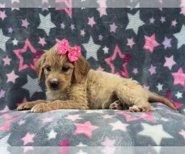 Medium Photo #7 Goldendoodle Puppy For Sale in LAKELAND, FL, USA
