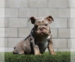 Small #2 English Bulldog