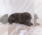 mia - Female German Shepherd Dog Puppy for Sale - Photo #2