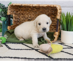 English Cream Golden Retriever Puppy for sale in SYRACUSE, IN, USA