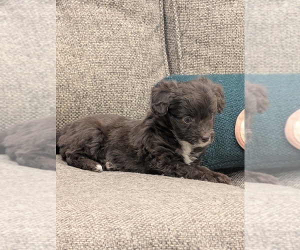 Medium Photo #5 Miniature Australian Shepherd-Poodle (Toy) Mix Puppy For Sale in CICERO, NY, USA