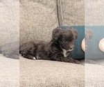 Small #4 Miniature Australian Shepherd-Poodle (Toy) Mix