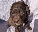 Puppy Yukon Boykin Spaniel-Goldendoodle Mix