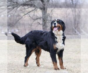 Mother of the Bernedoodle (Miniature) puppies born on 11/30/2025