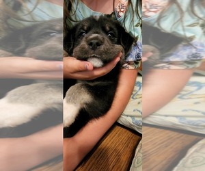 Border Collie Puppy for sale in CHAGRIN FALLS, OH, USA