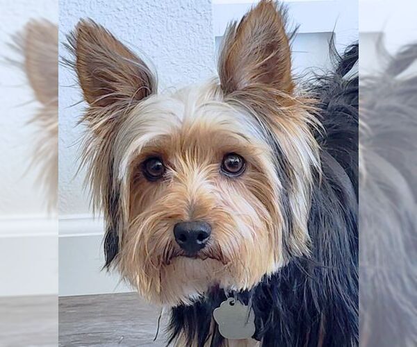 Medium Photo #4 Mutt Puppy For Sale in Tustin, CA, USA