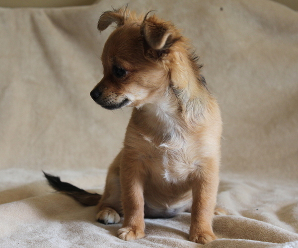 Medium Photo #4 Chihuahua Puppy For Sale in HUDSONVILLE, MI, USA