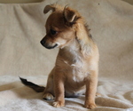 Small #3 Chihuahua